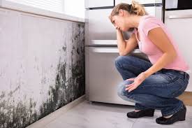 Best Environmental Consulting for Mold Prevention  in Ramsey, NJ